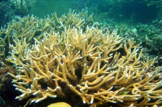diseased coral 